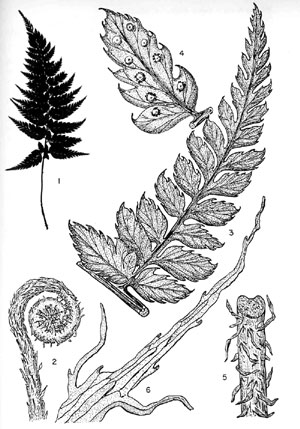 Polystichum tsus-simense