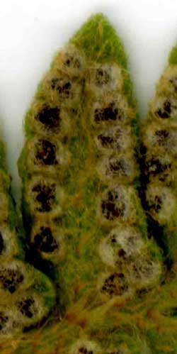 Woodsia polystichoides