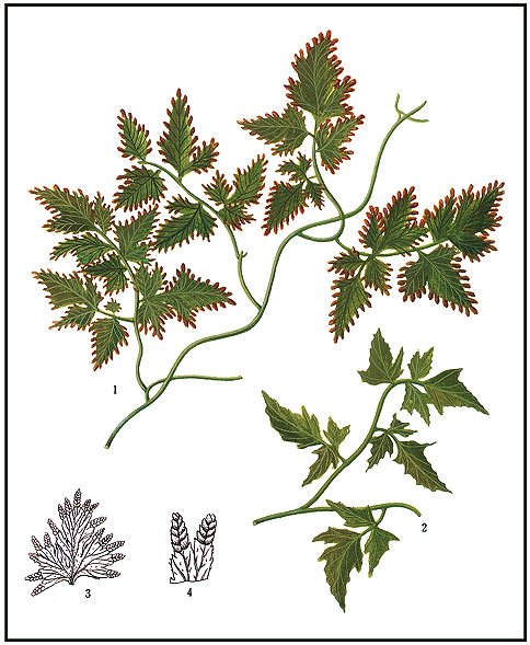 Lygodium japonicum