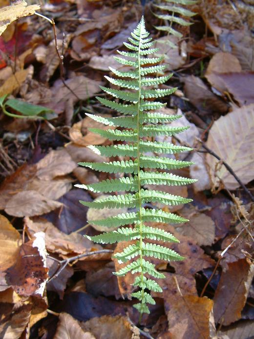 Thelypteris noveboracensis