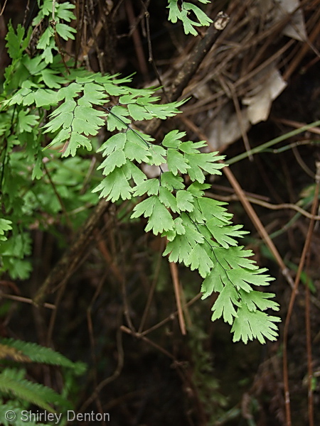 Adiantum capillus-veneris