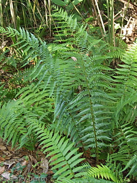 Dryopteris ludoviciana