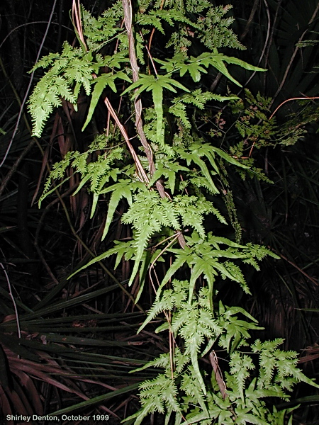 Lygodium japonicum