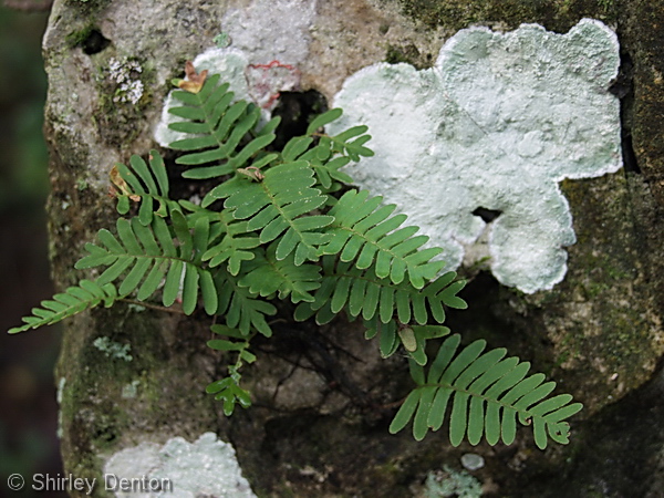 Polypodium polypodioides