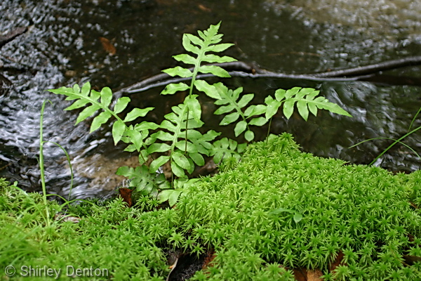 Woodwardia areolata