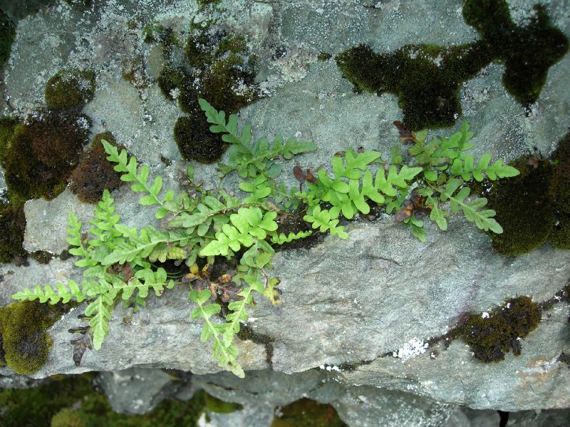 Polypodium amorphum