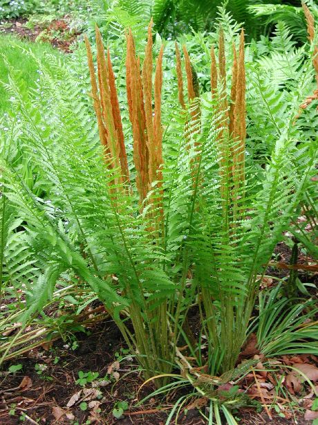 Osmunda cinnamomea