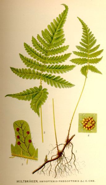 G. dryopteris